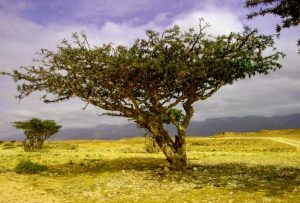 Omani Frankincense Tree